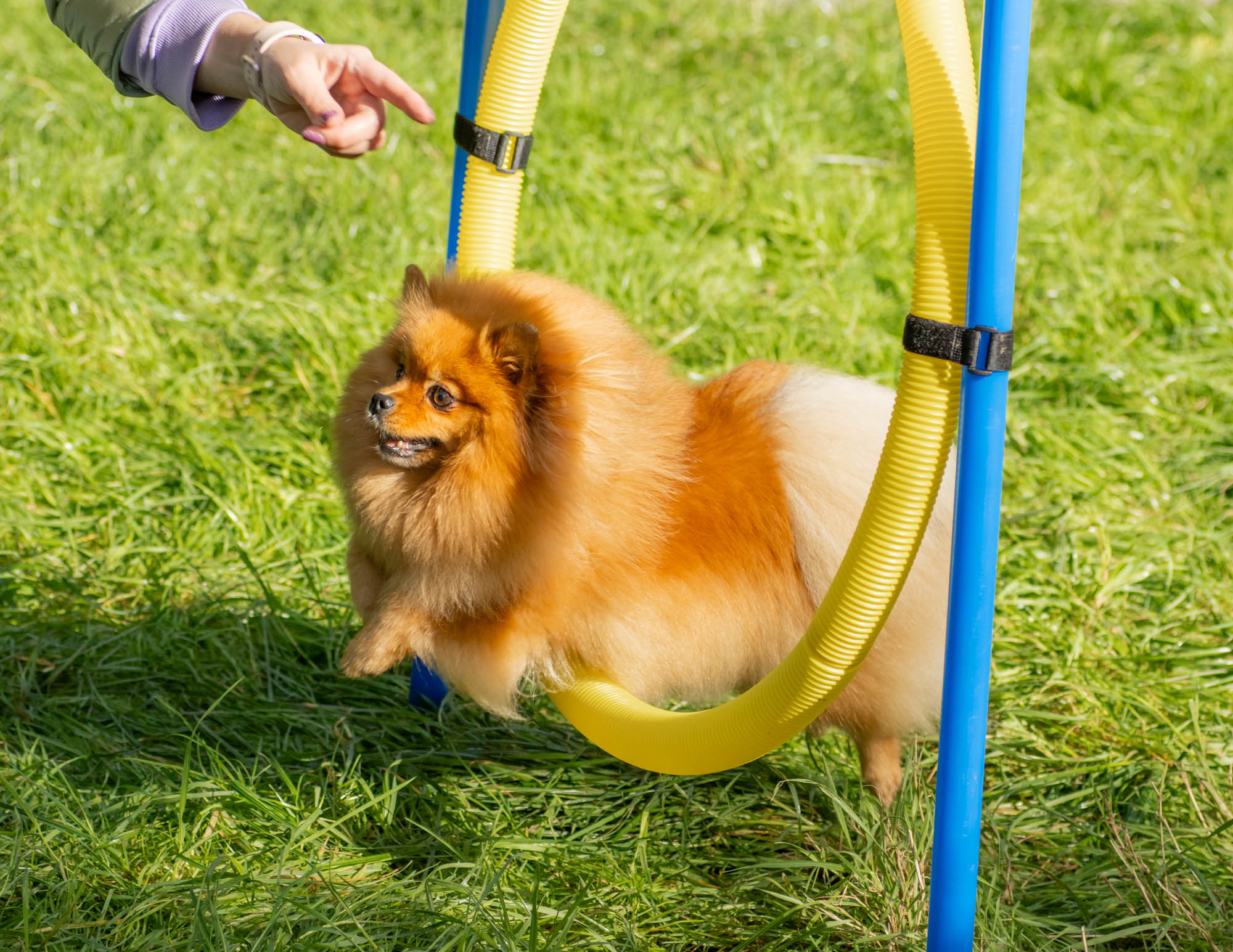 Hundeschule Lapki