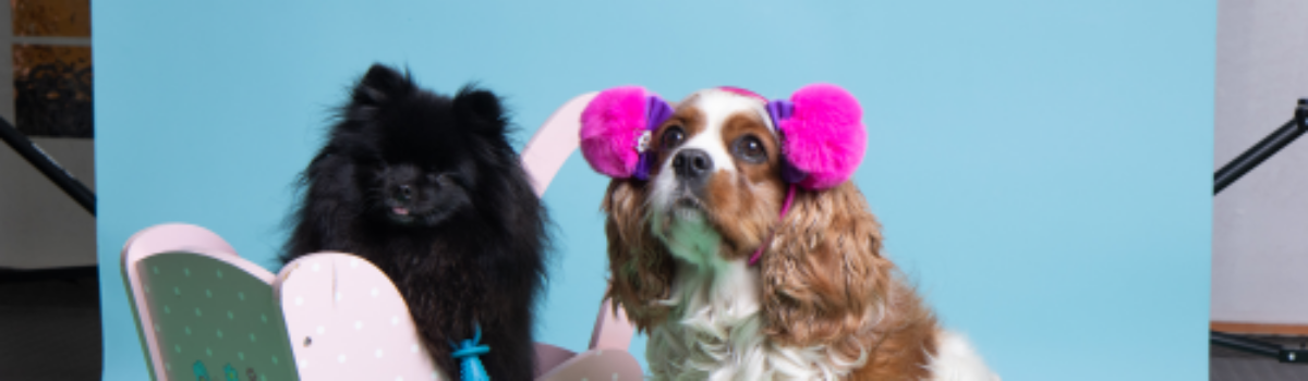 Vom Flohmarkt zur Fotosession mit der Hundefamilie