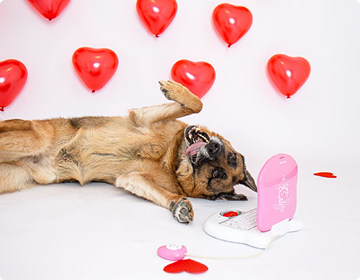 Hund mit Herzballons
