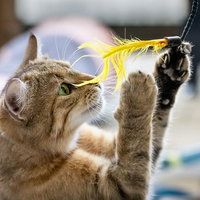 Katzenspiel