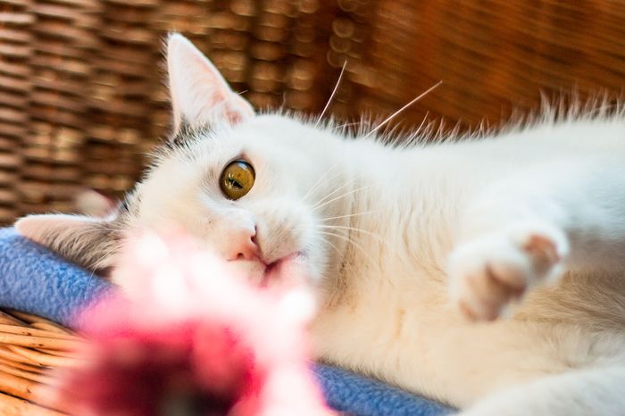 Katzenporträt