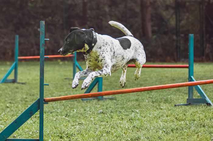 Agility