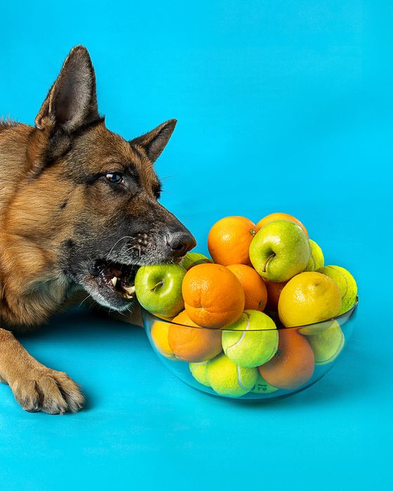 Food & Pets