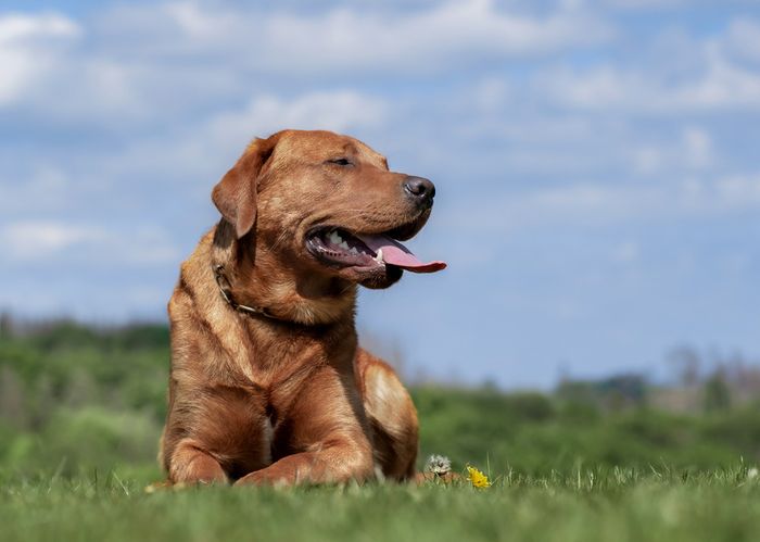 Labrador