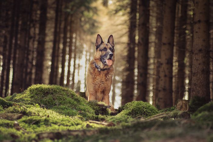 Im Wald