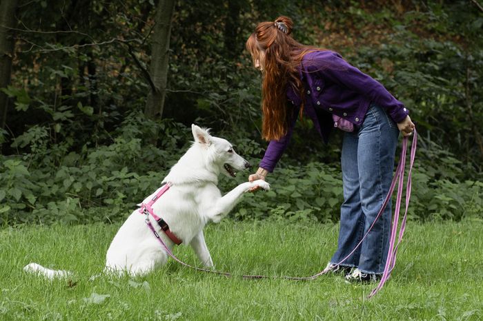 Hundetraining