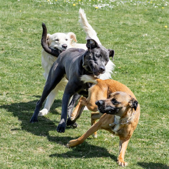Hundegruppe im Freien