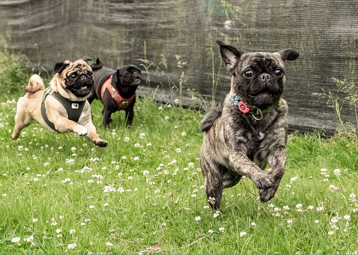 Mopsrudel